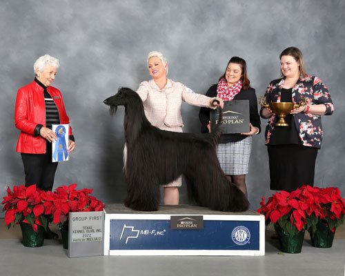Hound Group:  GCHP CH Sunlit's King Of Queens,  Afghan Hound